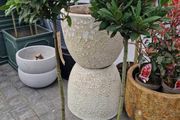 Bay tree