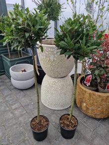 Bay tree