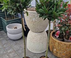 Bay tree