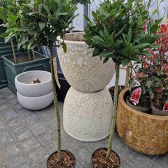 Bay tree