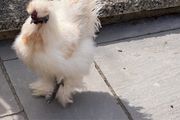 silkie roaster