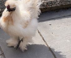 silkie roaster