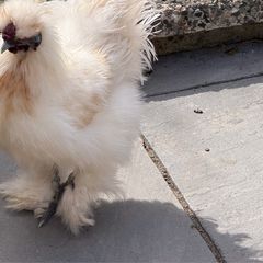 silkie roaster