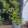 tree Image 2