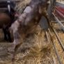 Nubian goat bucklings Image 5