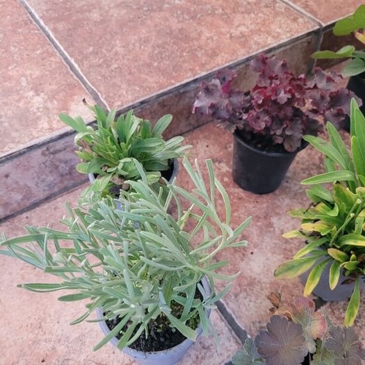 instant garden starter pack of 20 plants