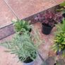 instant garden starter pack of 20 plants Image 5