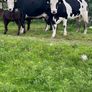 2 suckler cows + 2 calfs Image 6