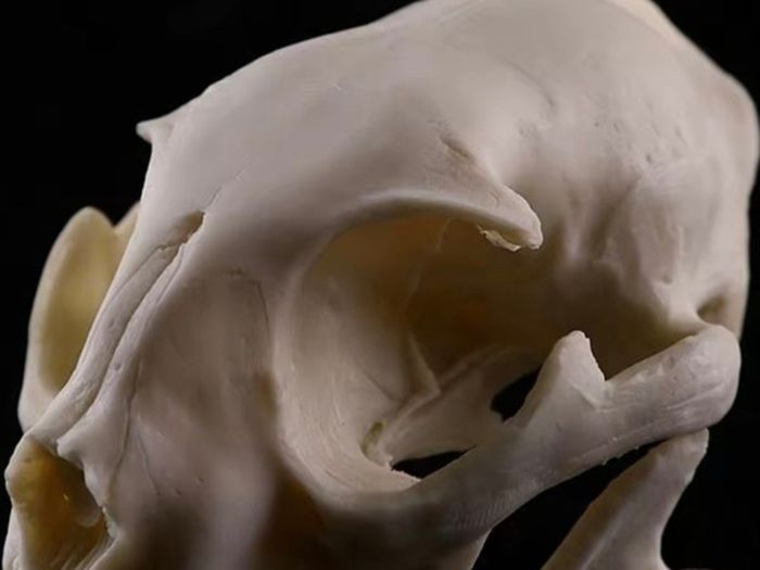 1/1 resin copy of a cats skull.