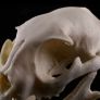 1/1 resin copy of a cats skull. Image 3