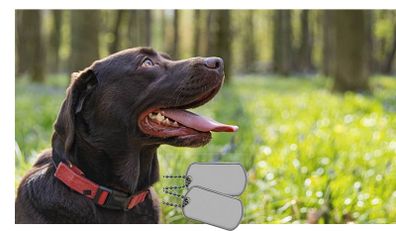 dog name tag identify name Address Phone number