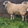 Brockie rams Image 4