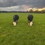 20 White head heifers Image 4
