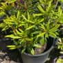 Rhododendron plant Image 2