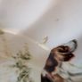 F Gray & Sons Fox Hunting 31cm Oval Platters Horse & Hound Vintage Image 6