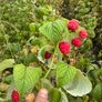 Everbearing Raspberry Canes available from February 2026 Image 6