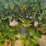 Herbs, Fruit Bushes, Tomato Plants Image 9