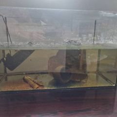 60 L aquarium