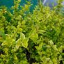 Golden Privet Hedging Plants Image 2