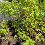 Black Jewel Raspberry 2l pot available in September 2024 Image 4