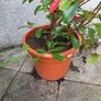 Photinia Fraserii Red Robin Image 4