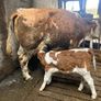 Pure bred 2yr old Simental/Fleckvieh bull Image 9