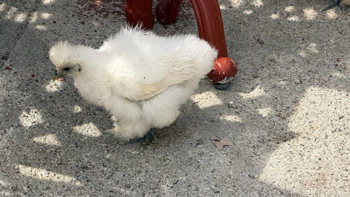 silkie chicks