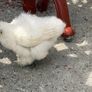 silkie chicks Image 2