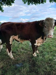 Bull