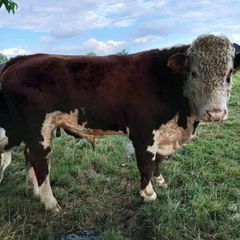 Bull