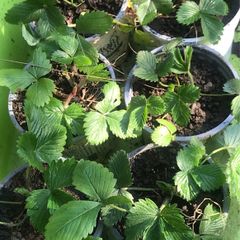 10 plants Pineberry