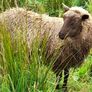 Shetland sheep Image 2