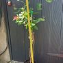 Honeysuckle plant Image 3