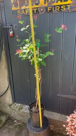 Honeysuckle plant