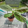Banana plant 30cm Image 2
