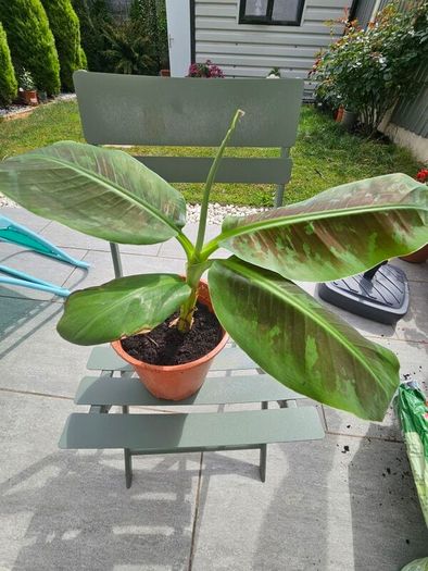 Banana plant 30cm