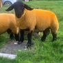 Suffolk Ram lambs Image 2