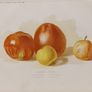 Desert Apples 1889 Botanical Print Image 3
