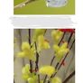 Willow Salix plant saplings Image 4