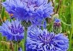 Cornflower seeds in Blue, Black or Mixed