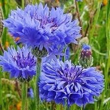 Cornflower seeds in Blue, Black or Mixed