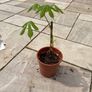 Conker tree sapling Image 2