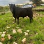 Angus bulls Image 8