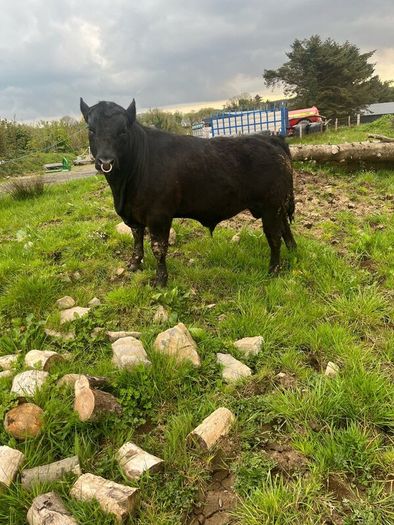 Angus bulls