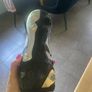adidas football boots size 8 Image 4