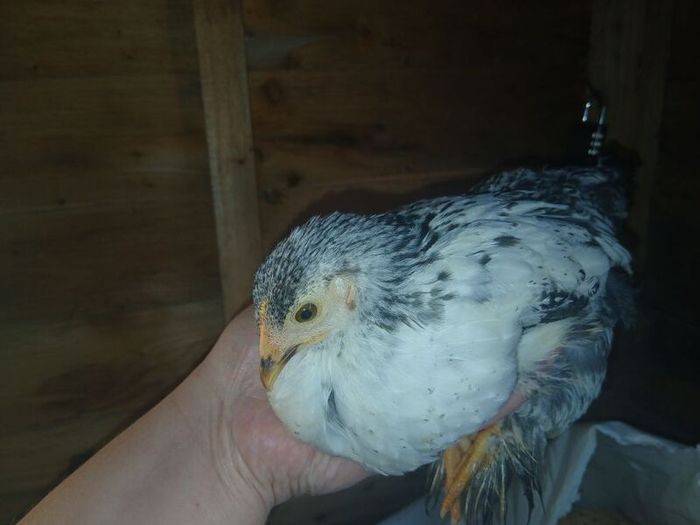 bantam chicks