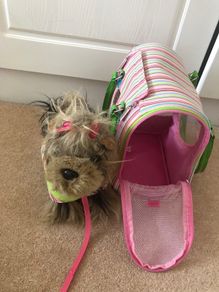Pucci dog