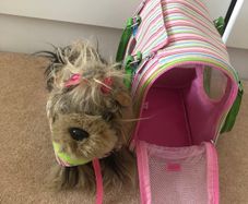 Pucci dog