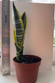 Snake plant