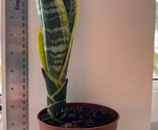 Snake plant